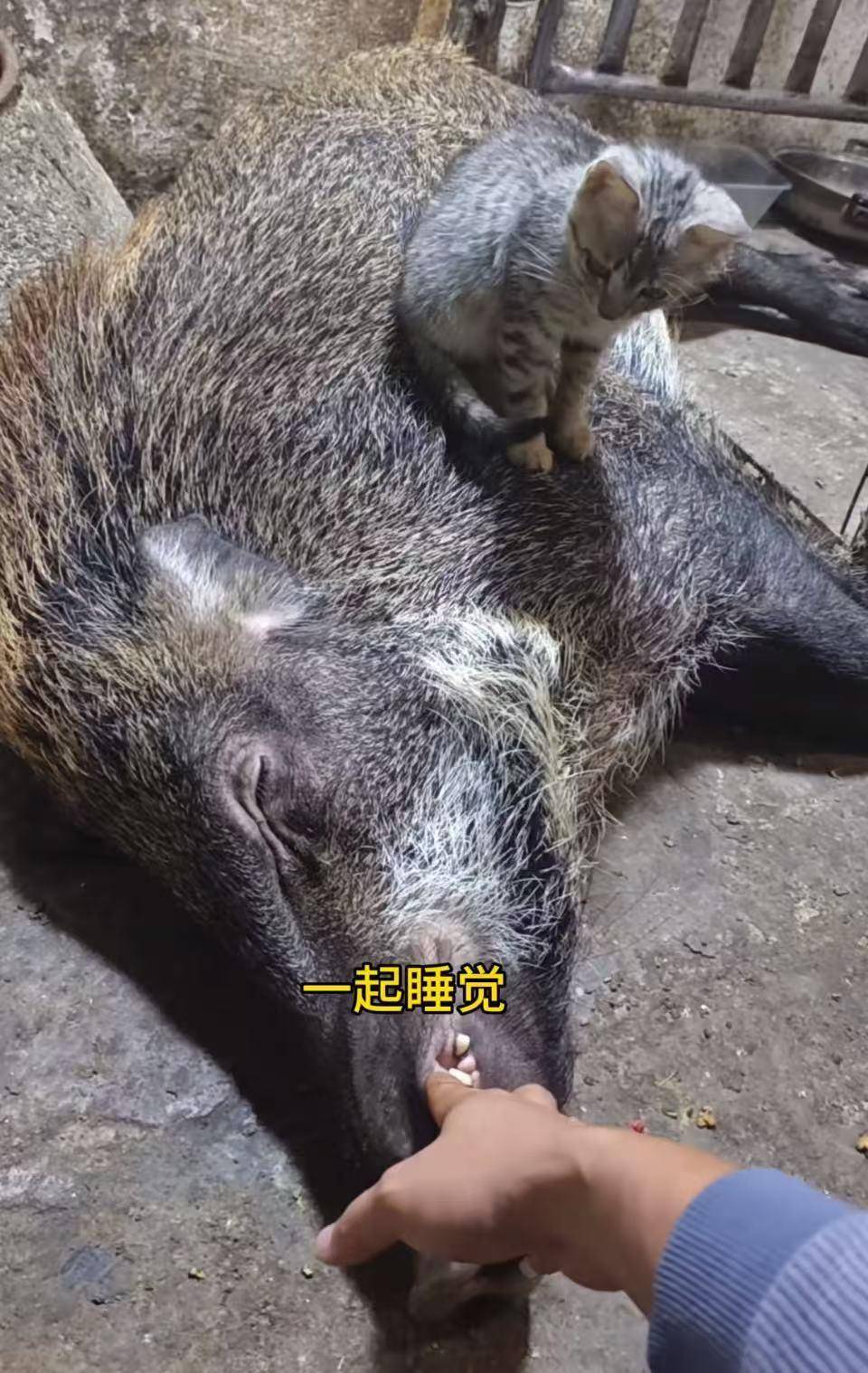 皇冠信用网代理
_广州男子收养小野猪一年多从30斤长到150斤皇冠信用网代理
,曾有人开价5万购买遭拒